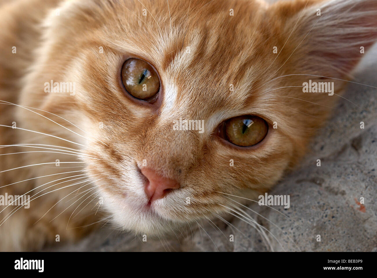 Ginger cat, cat, whiskers, yellow eyes, lion, lions head, lion pose, pink nose, ginger, regal cat, cats eyes, cat eyes, close-up Stock Photo