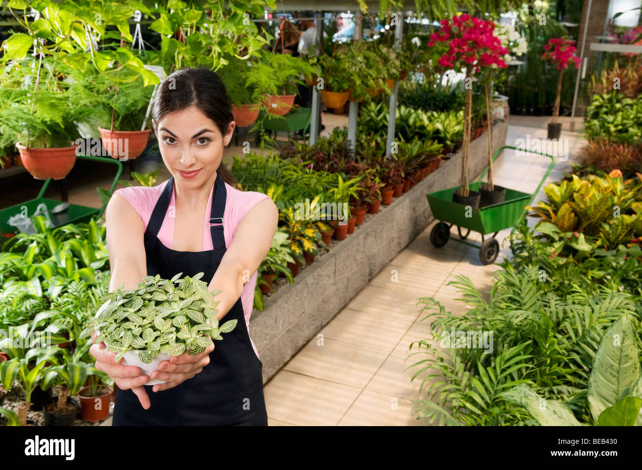 Wheelbarrow in a plant nursery hi-res stock photography and images - Alamy