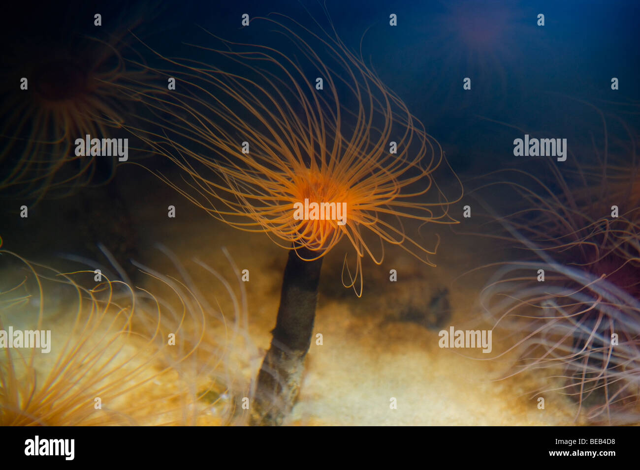 Closeup of tube anemones (Pachycerianthus fimbriatus) in the sea Stock Photo Alamy