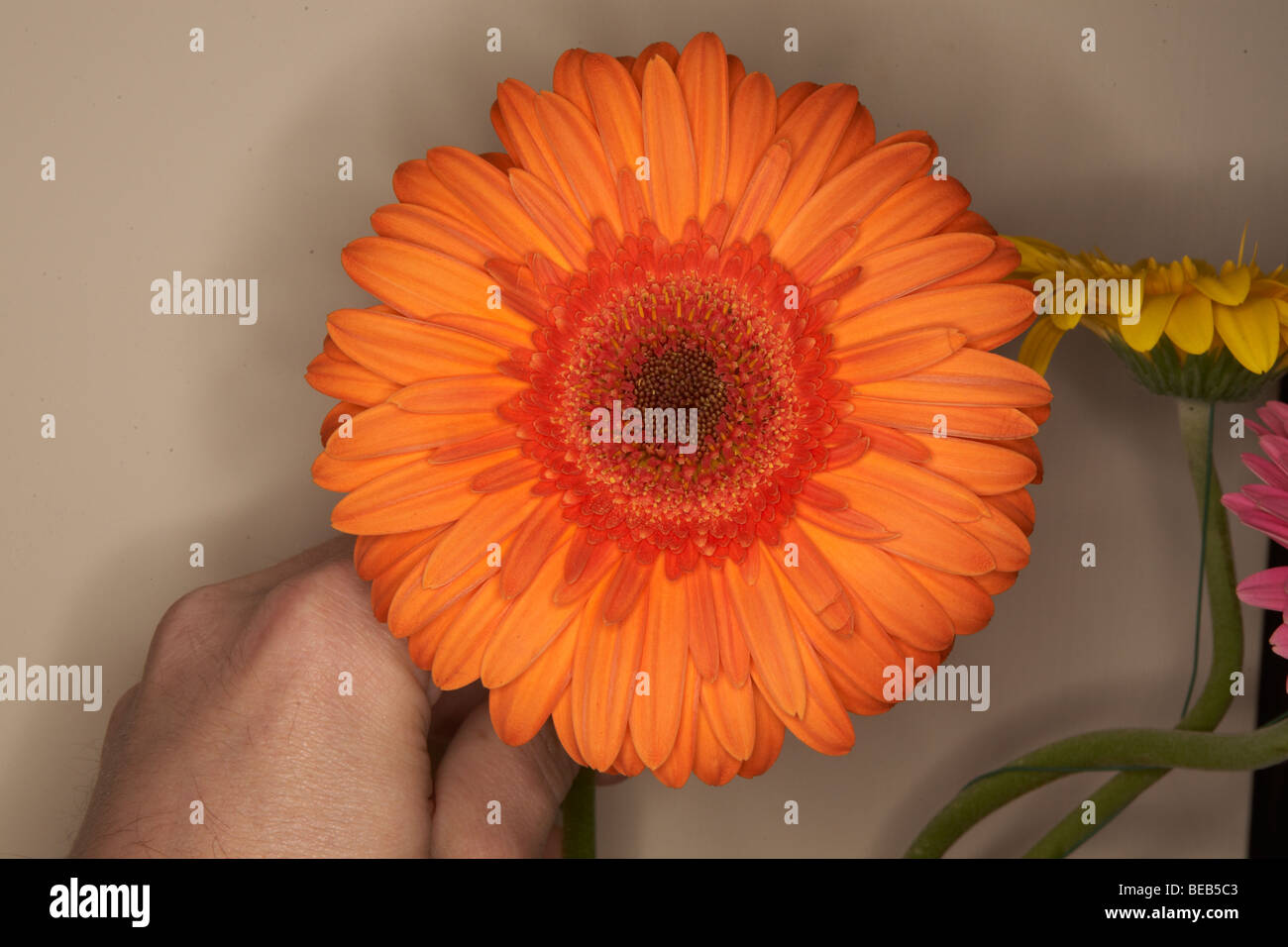 Gerbera flowers close up Stock Photo Alamy