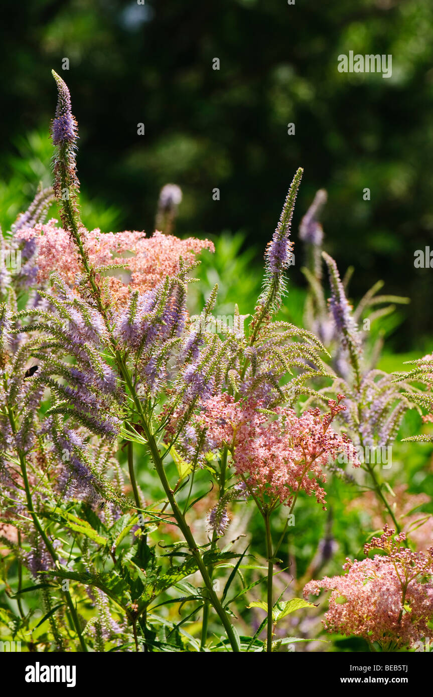 Queen of the Prairie and Culver's Root make pretty companions in a flower garden. Stock Photo