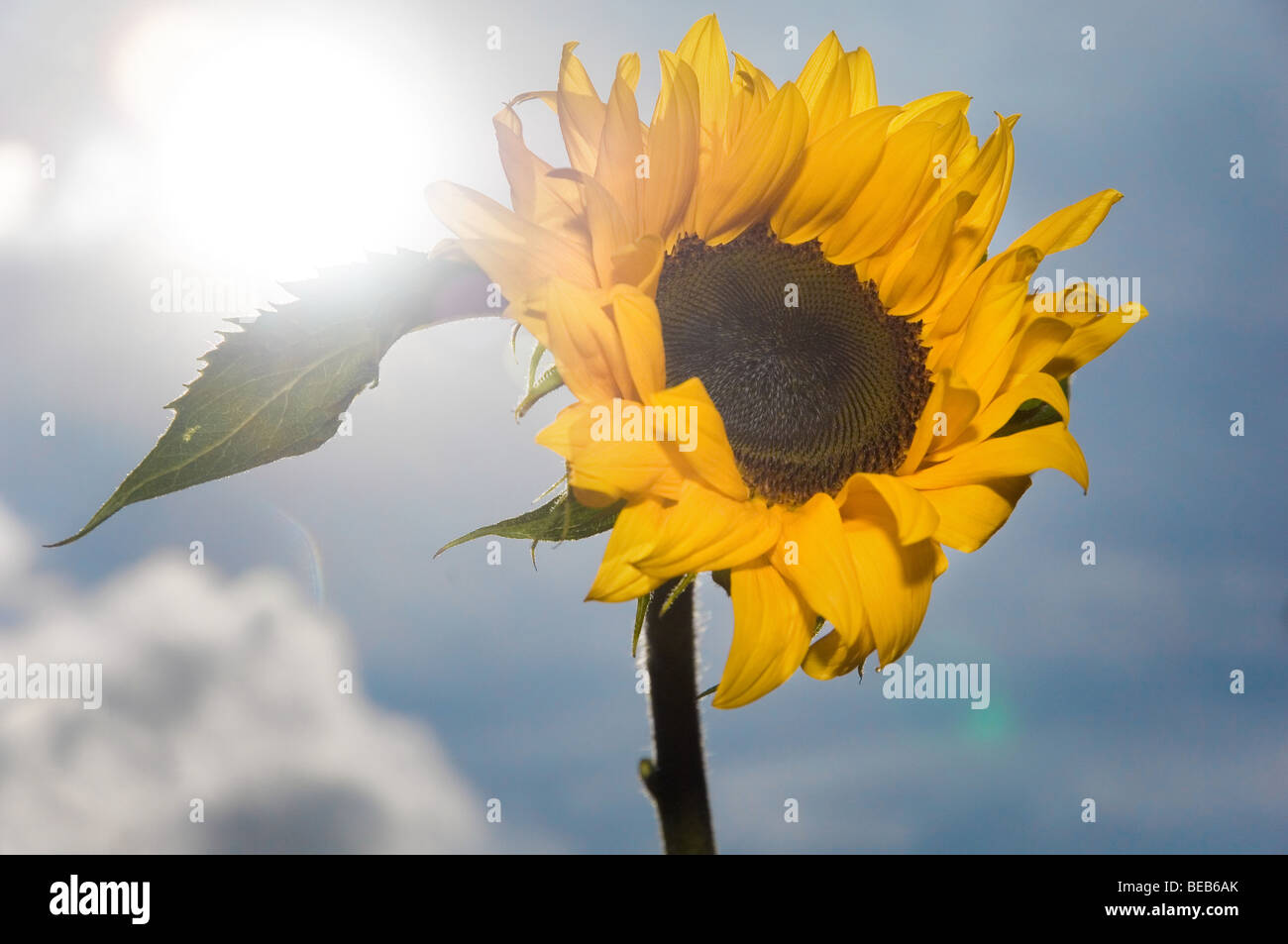 Contre-jour Sunflower Stock Photo