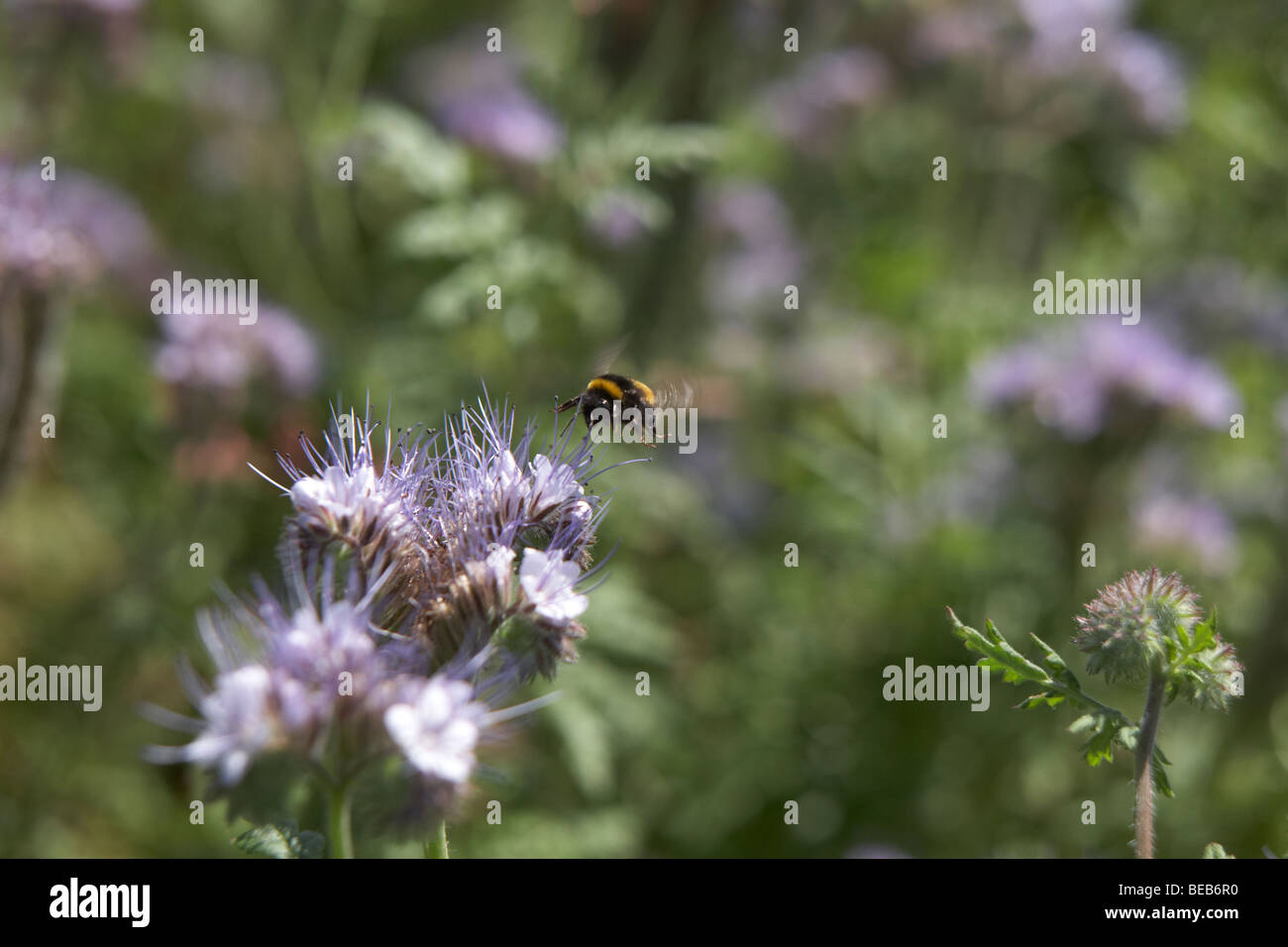 Bee landing on purple flower Stock Photo - Alamy