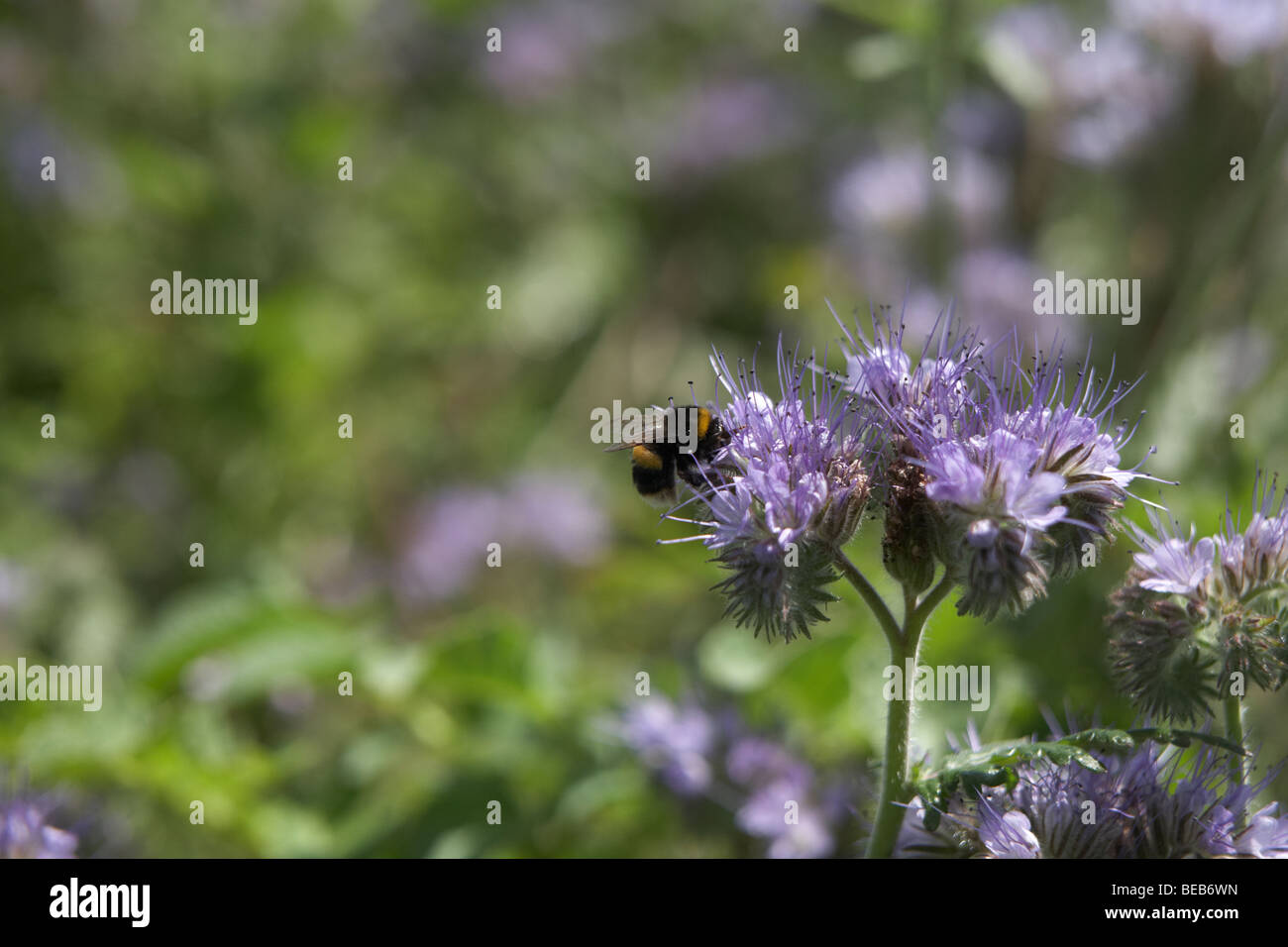 Bee landing hi-res stock photography and images - Alamy