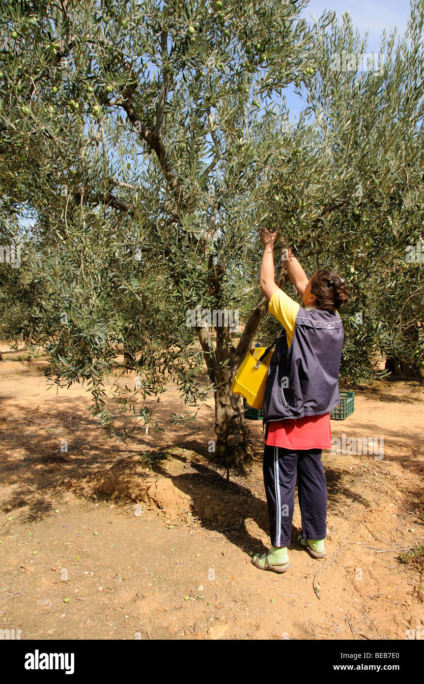Picking olives at harvest time in Olinthos Chalkidiki northern Greece Stock  Photo - Alamy