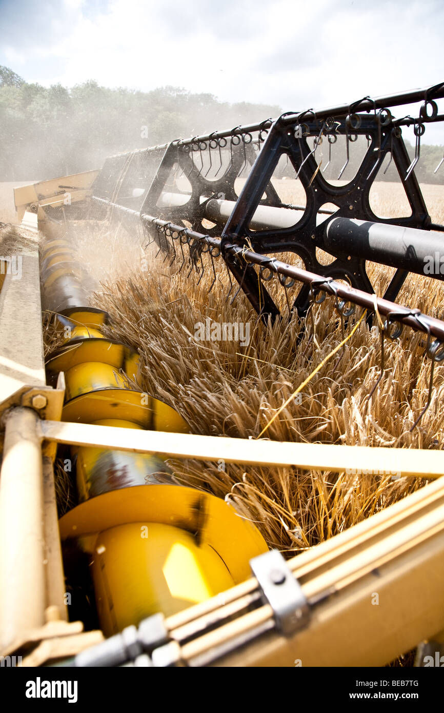 A closeup  of the header on a combine harvester cutting the wheat Stock Photo