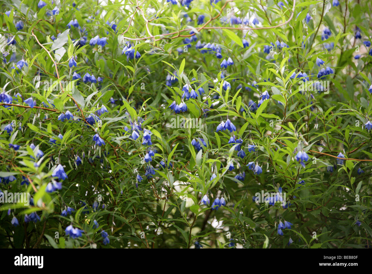 Australian Bluebell, Billardiera fusiformis, Pittosporaceae, Australia Stock Photo