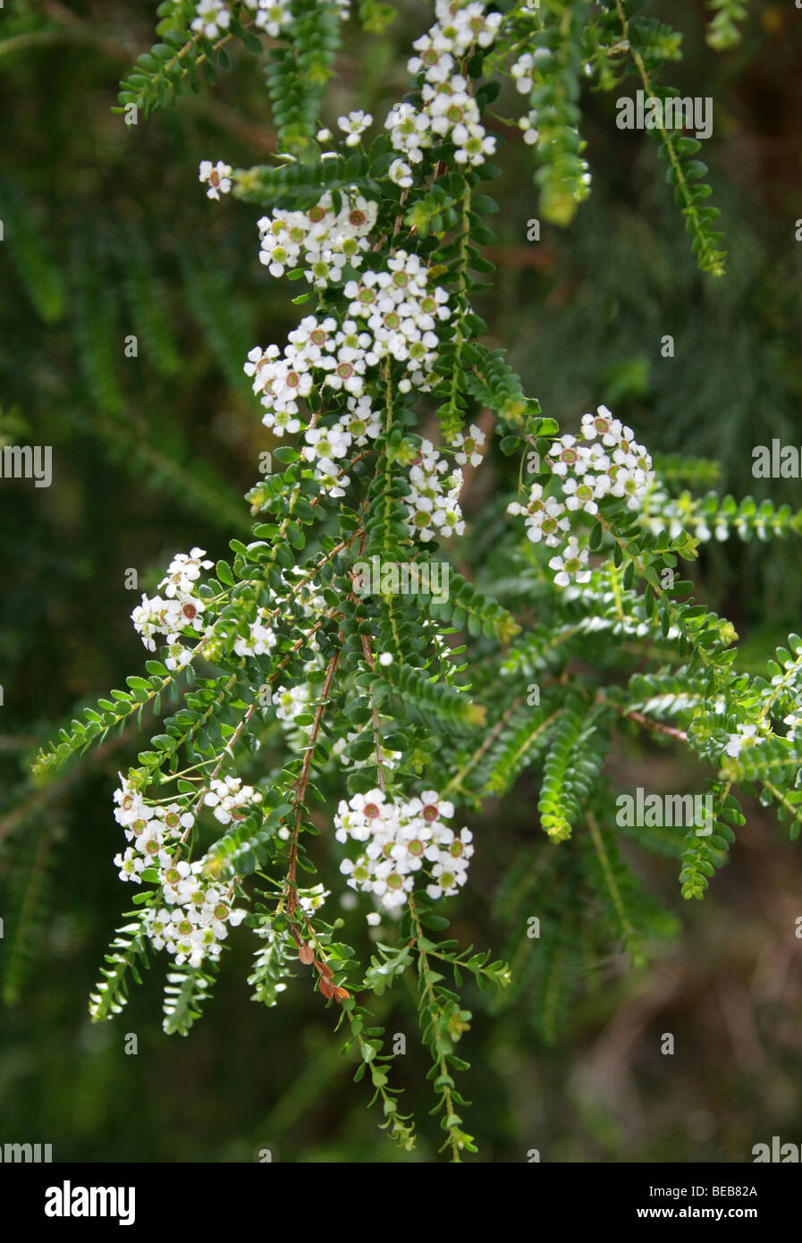 Tall or Twiggy Baeckea, Baeckea virgata, Myrtaceae, Australia Northern Territory, Queensland, New Caledonia, New Zealand, USA Stock Photo