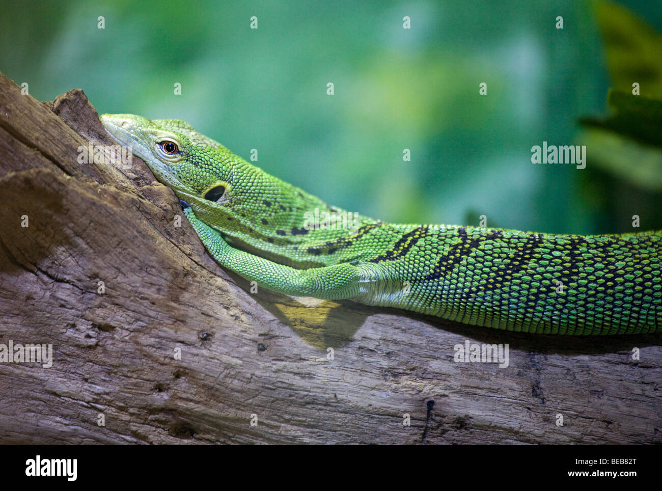 Emerald Tree Monitor (varanus prasinus) Stock Photo
