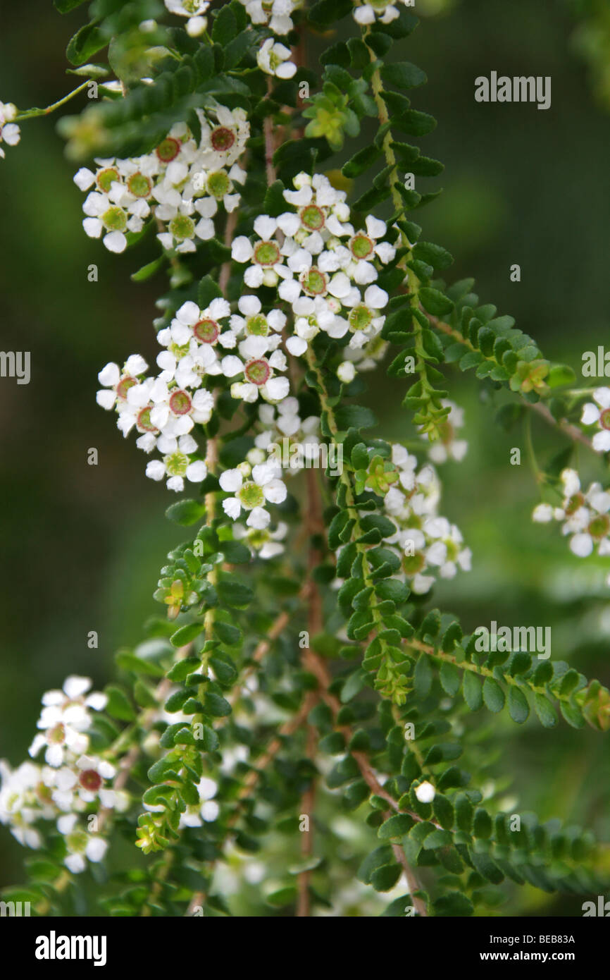 Tall or Twiggy Baeckea, Baeckea virgata, Myrtaceae, Australia Northern Territory, Queensland, New Caledonia, New Zealand, USA Stock Photo