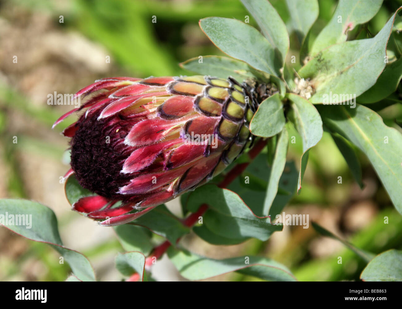 Duchess Protea, Ray-Flowered Protea or Broad-leaved Sugarbush, Protea eximia, Proteaceae, Cape Province, South Africa. Stock Photo