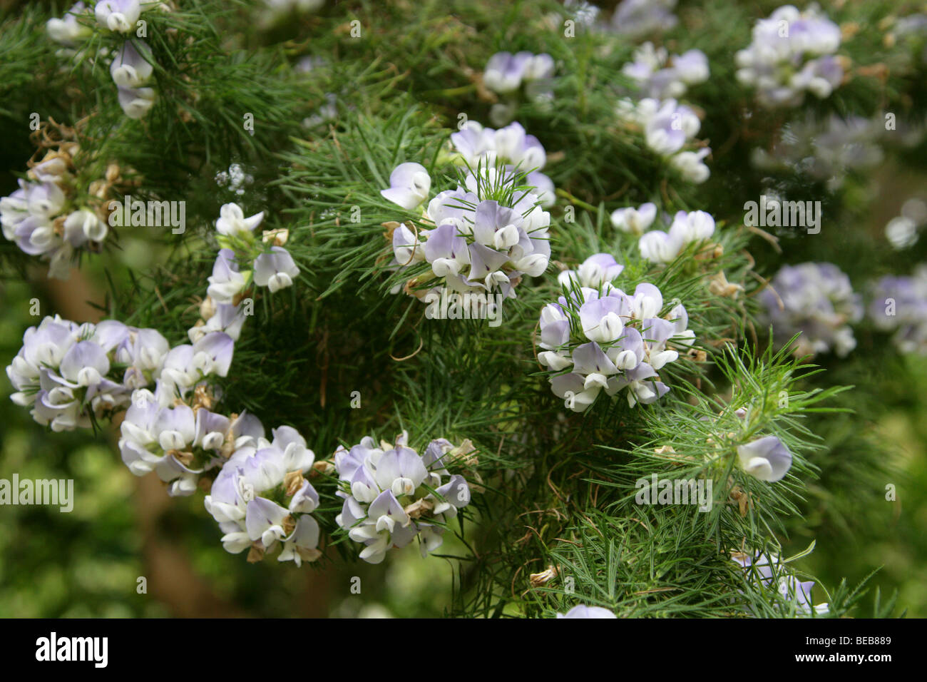 Fountain Bush, Blue Broom, African Scurf Pea, Taylorina, Blue Psoralea or Dally Pine, Psoralea pinnata, Fabaceae, South Africa Stock Photo