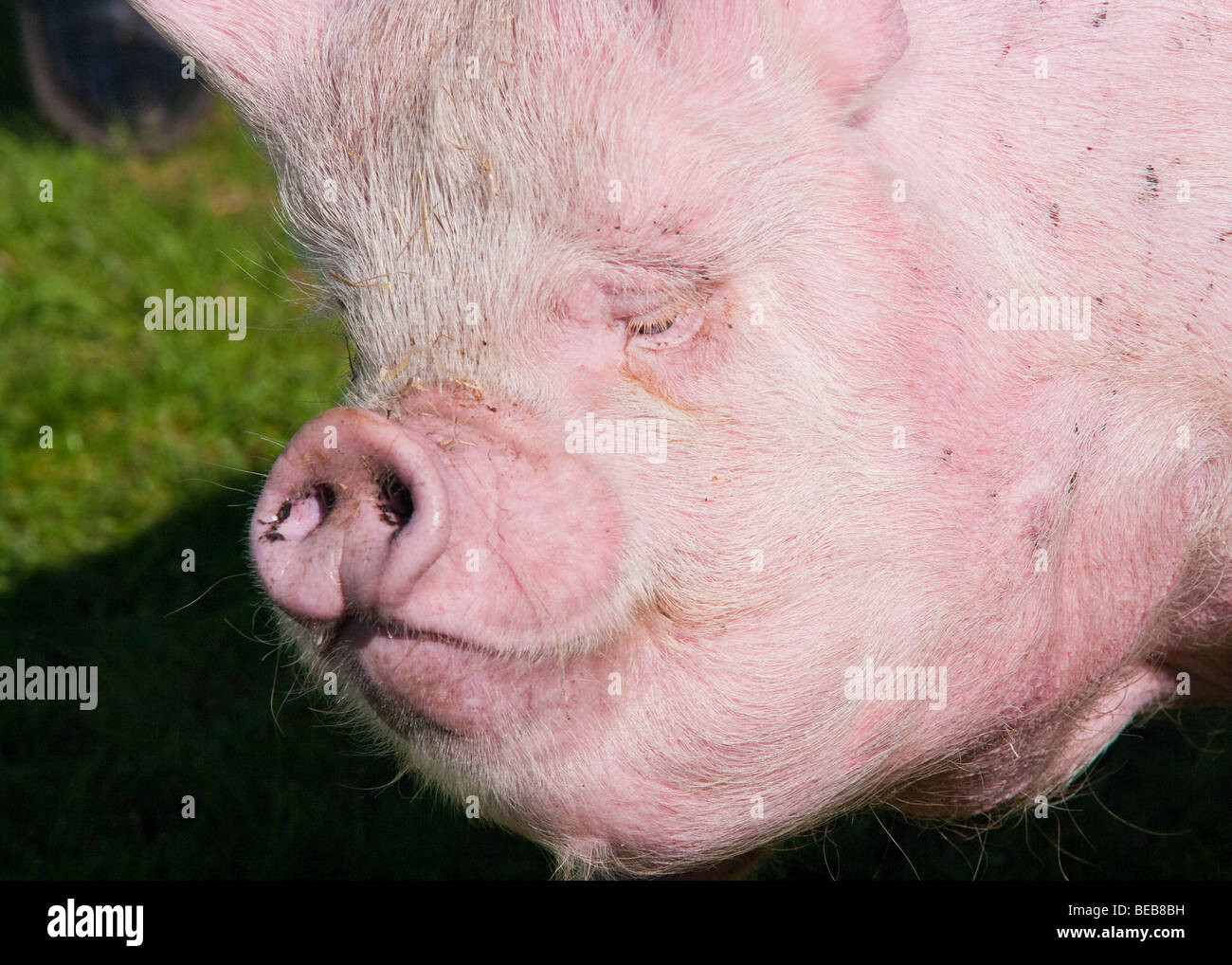 Pigs Head Stock Photo Alamy