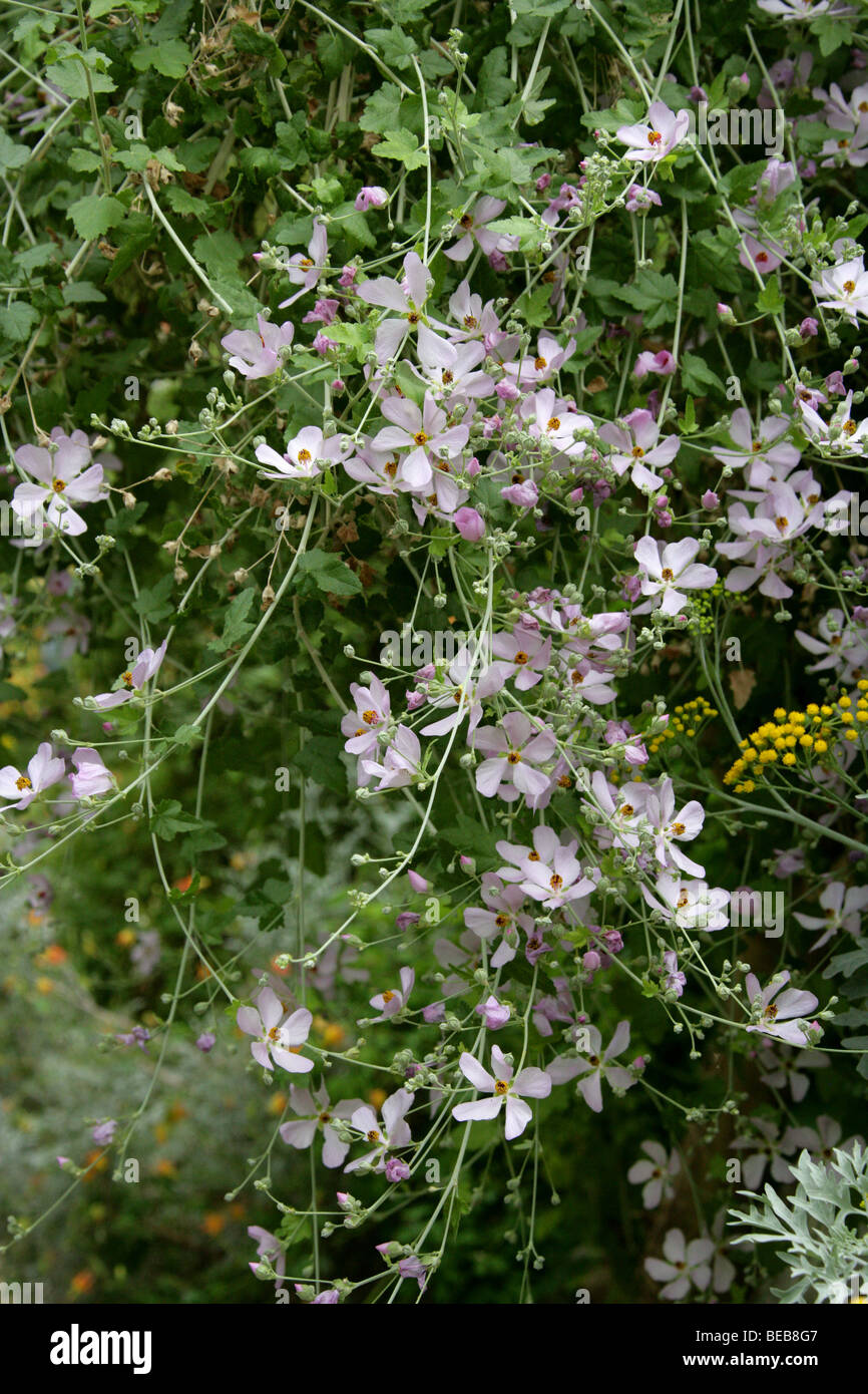 Mendocino Bushmallow or Chaparral Mallow, Malacothamnus fasciculatus var laxiflorus, Malvaceae, California, USA. Stock Photo