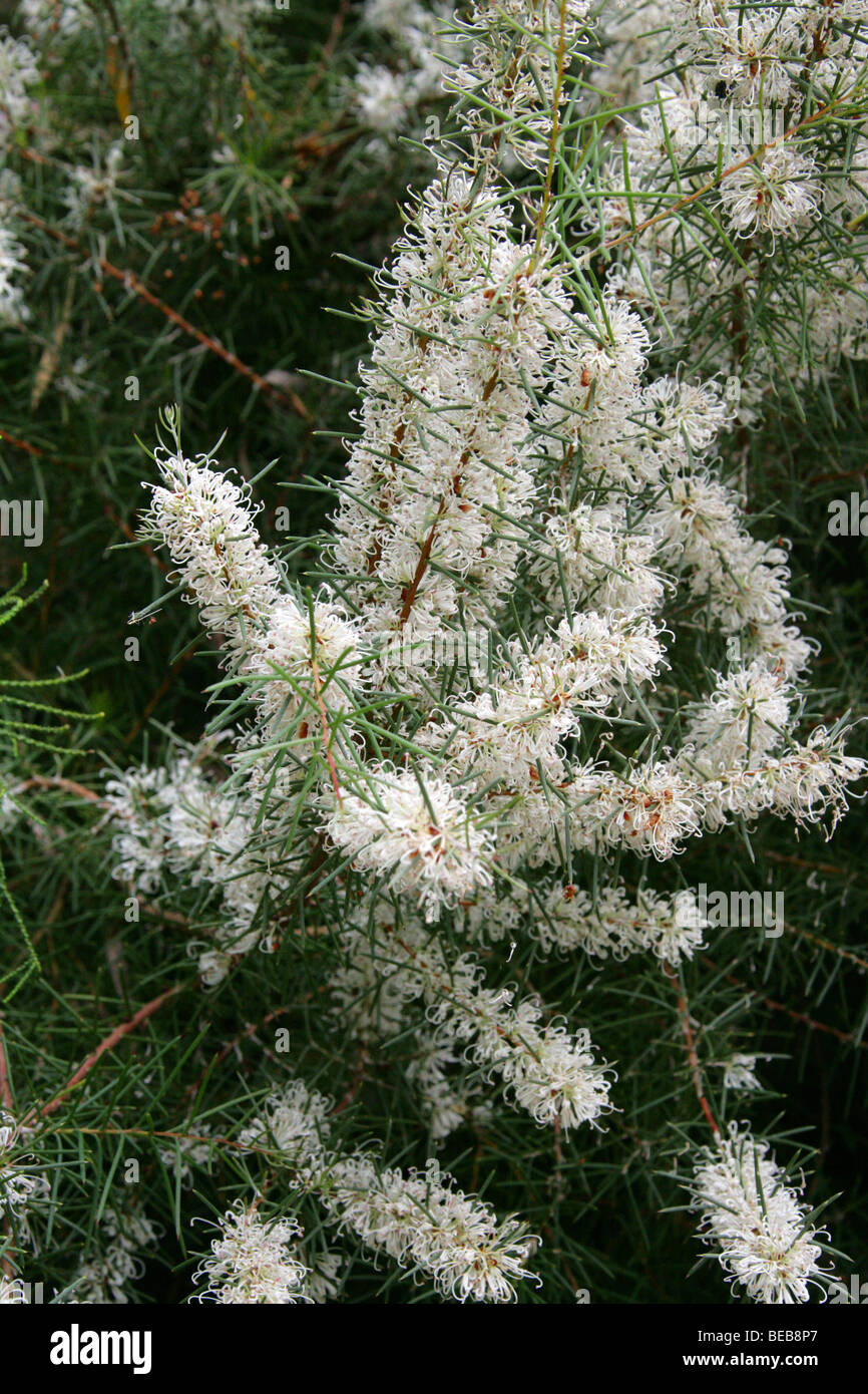 Melaleuca bracteosa, Myrtaceae, Western Australia Stock Photo