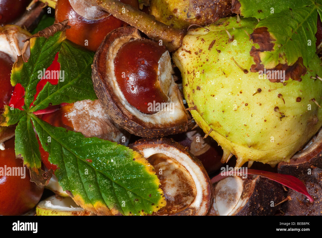 Horse chestnuts (Conkers Stock Photo - Alamy