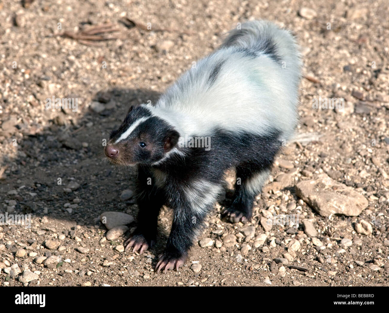 Striped Skunk (mephitis mephitis) Stock Photo