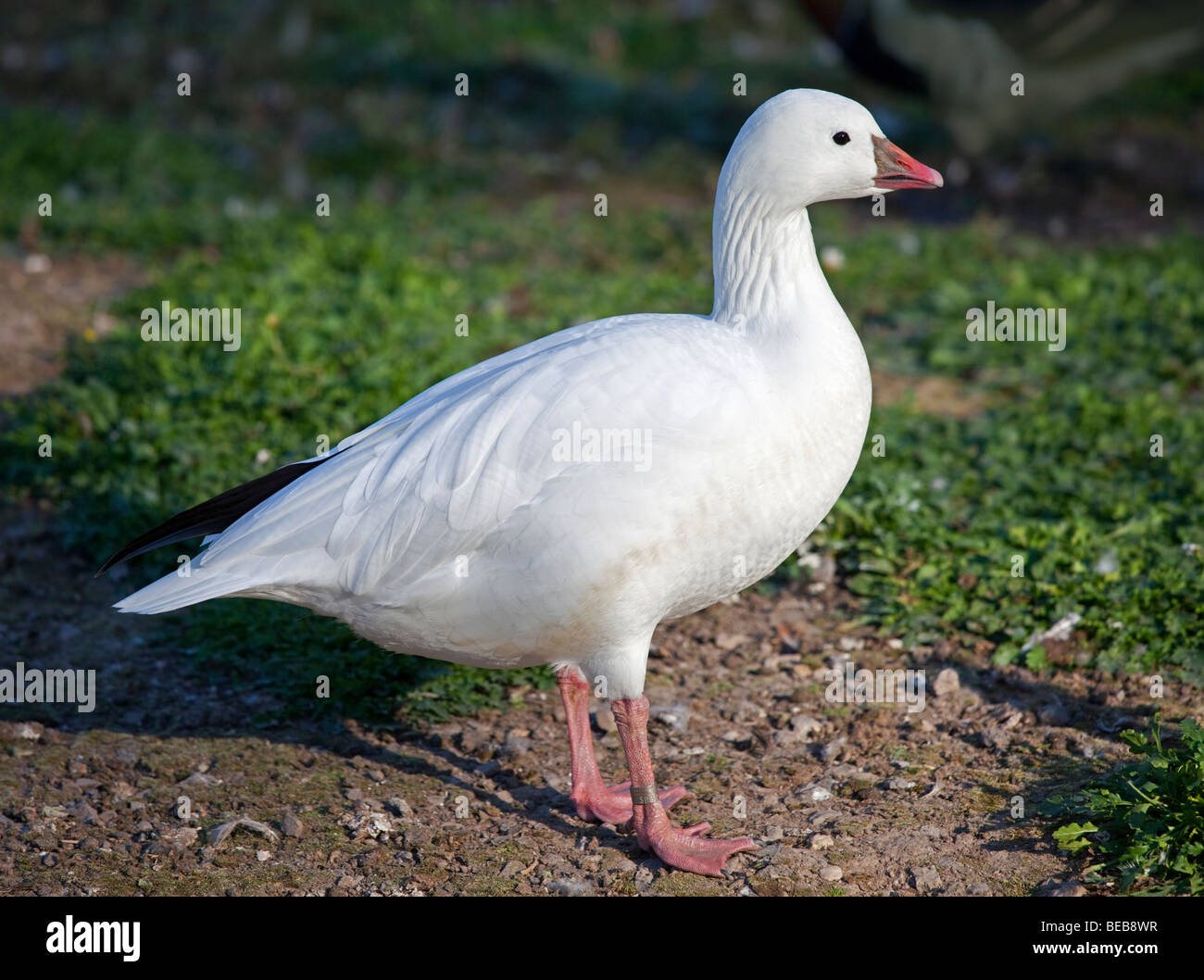 Ross's Goose (chen rossii/anser rossii) Stock Photo