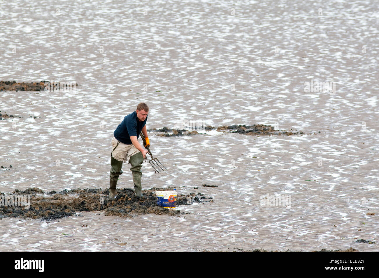 Bait digging on the beach at Leysdown Isle of Sheppey Kent UK Stock Photo