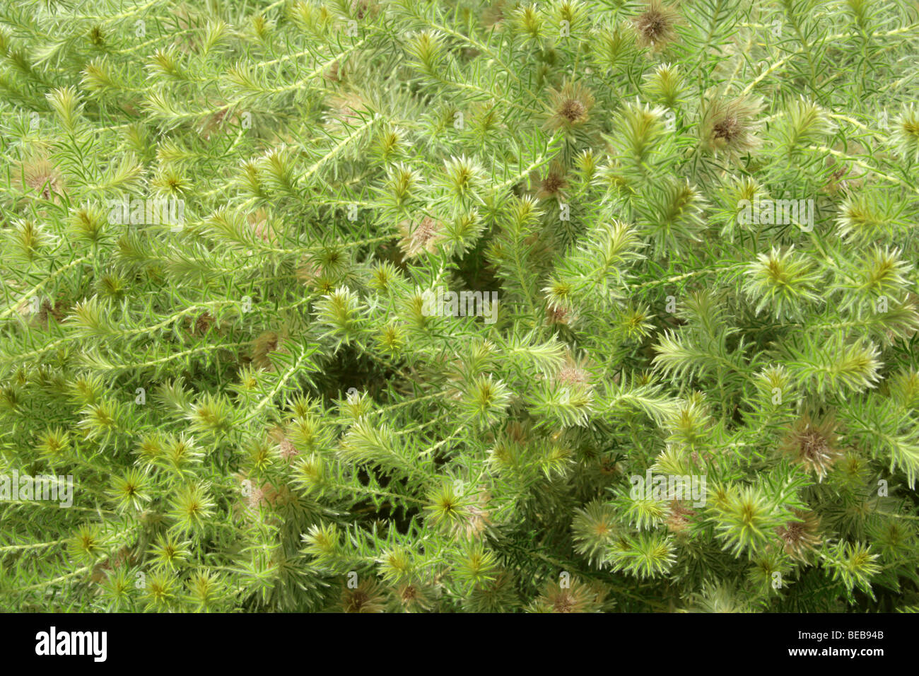 Phylica or Featherhead Bush, Phylica pubescens, Rhamnaceae, New Zealand, South Africa, United States Stock Photo