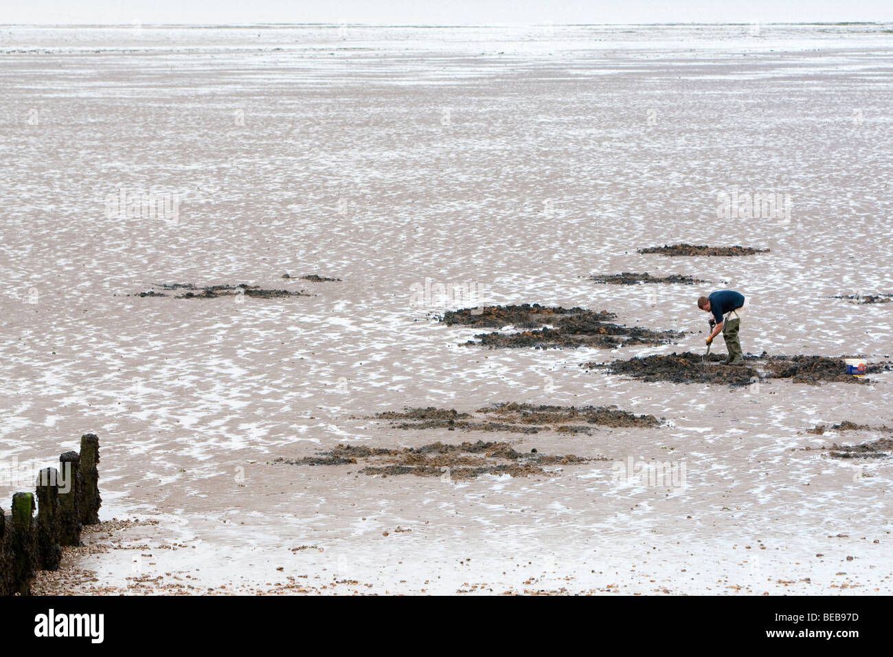 Bait digging on the beach at Leysdown Isle of Sheppey Kent UK Stock Photo