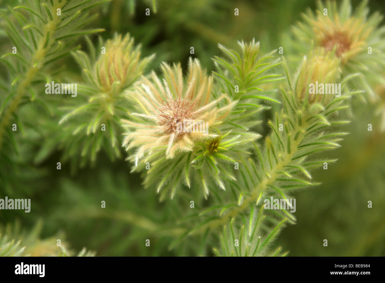 Phylica or Featherhead Bush, Phylica pubescens, Rhamnaceae, New Zealand, South Africa, United States Stock Photo