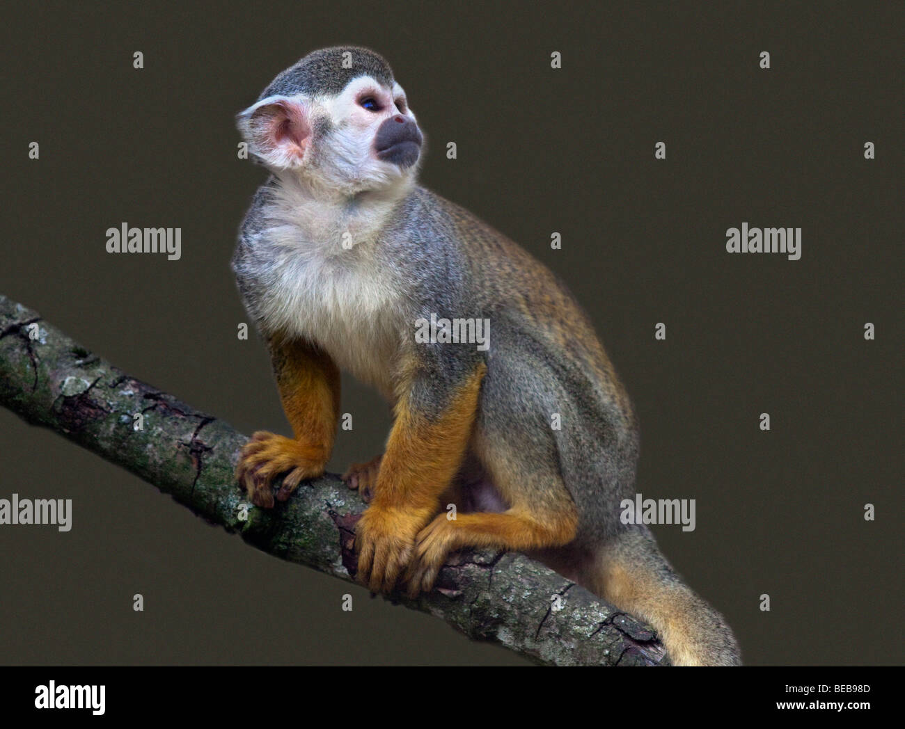 Common Squirrel Monkey (saimiri sciureus) Stock Photo
