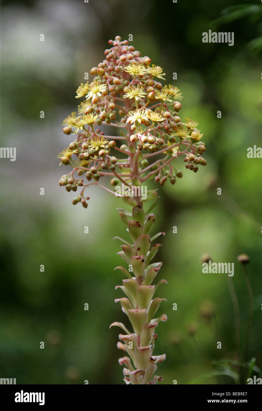 Saucer Plant, Aeonium urbicum, Crassulaceae, Mexico, New Zealand, San Marino, Spain, Canary Islands, USA United States Stock Photo
