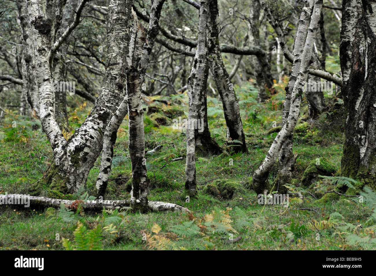 Silver Birch trees in woodland, Sutherland, Scotland, UK Stock Photo