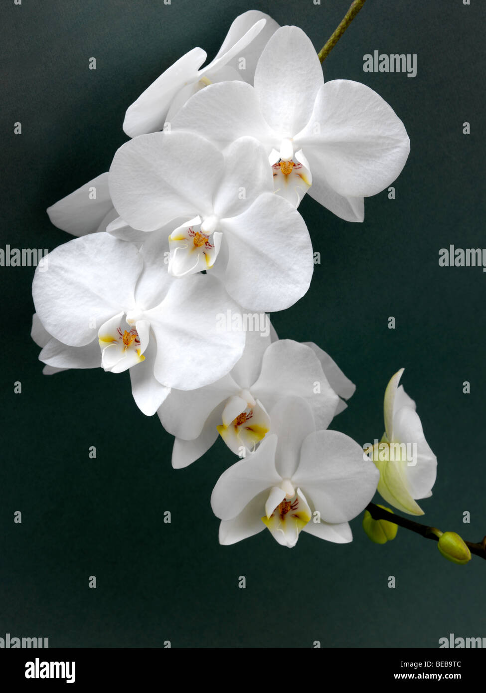 White Orchid Doritaenopsis  Taisuco Kaaladian orchid originating in Costa Rica Stock Photo