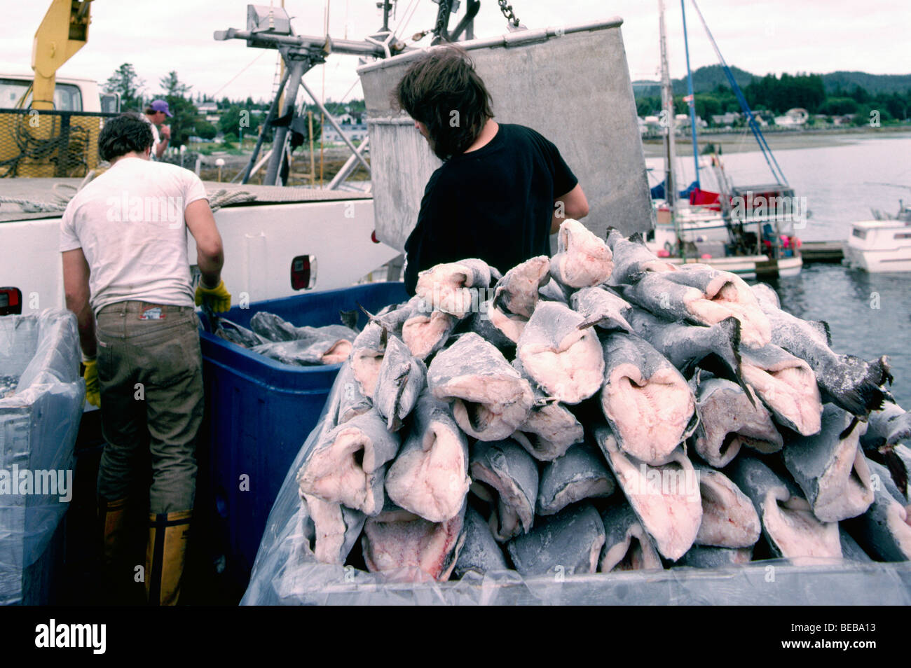 Port Hardy, BC, Vancouver Island, British Columbia, Canada, Commercial Fishing Boat unloading Frozen Alaska Black Cod Fish Catch Stock Photo