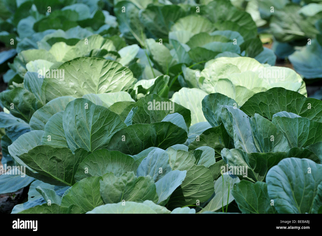 Cabbage field Stock Photo