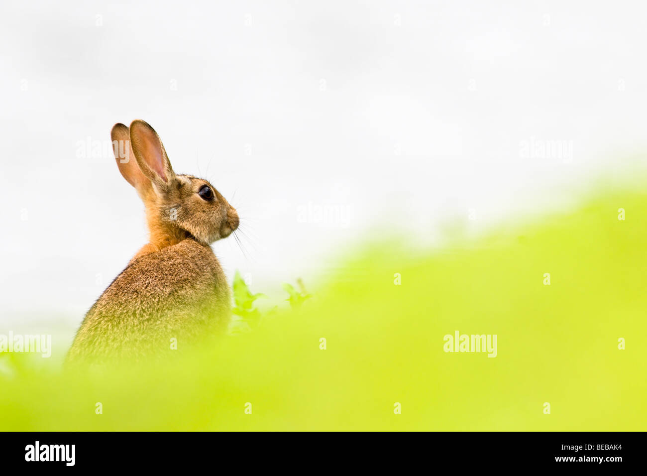 Alert Rabbit on grass bank Stock Photo