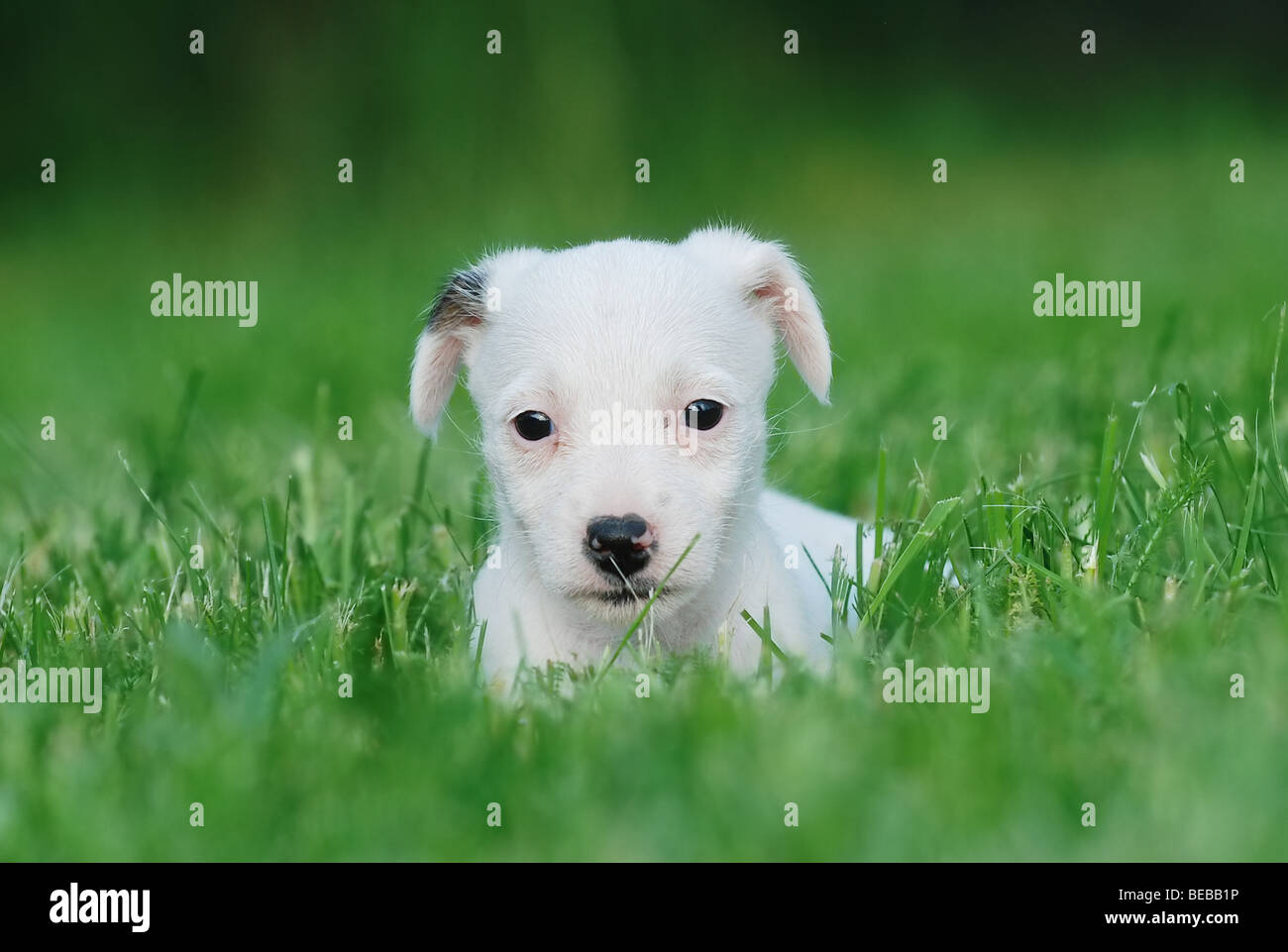 Jack Russell Terrier puppy Stock Photo