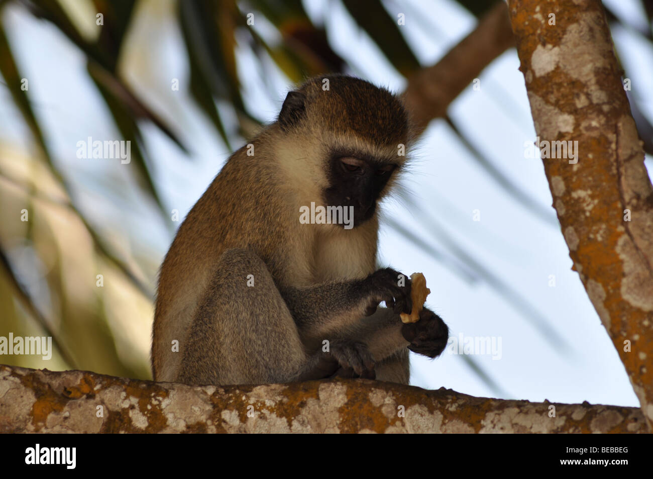 Vervet Monkey Chlorocebus Diani beach Kenya Africa Stock Photo