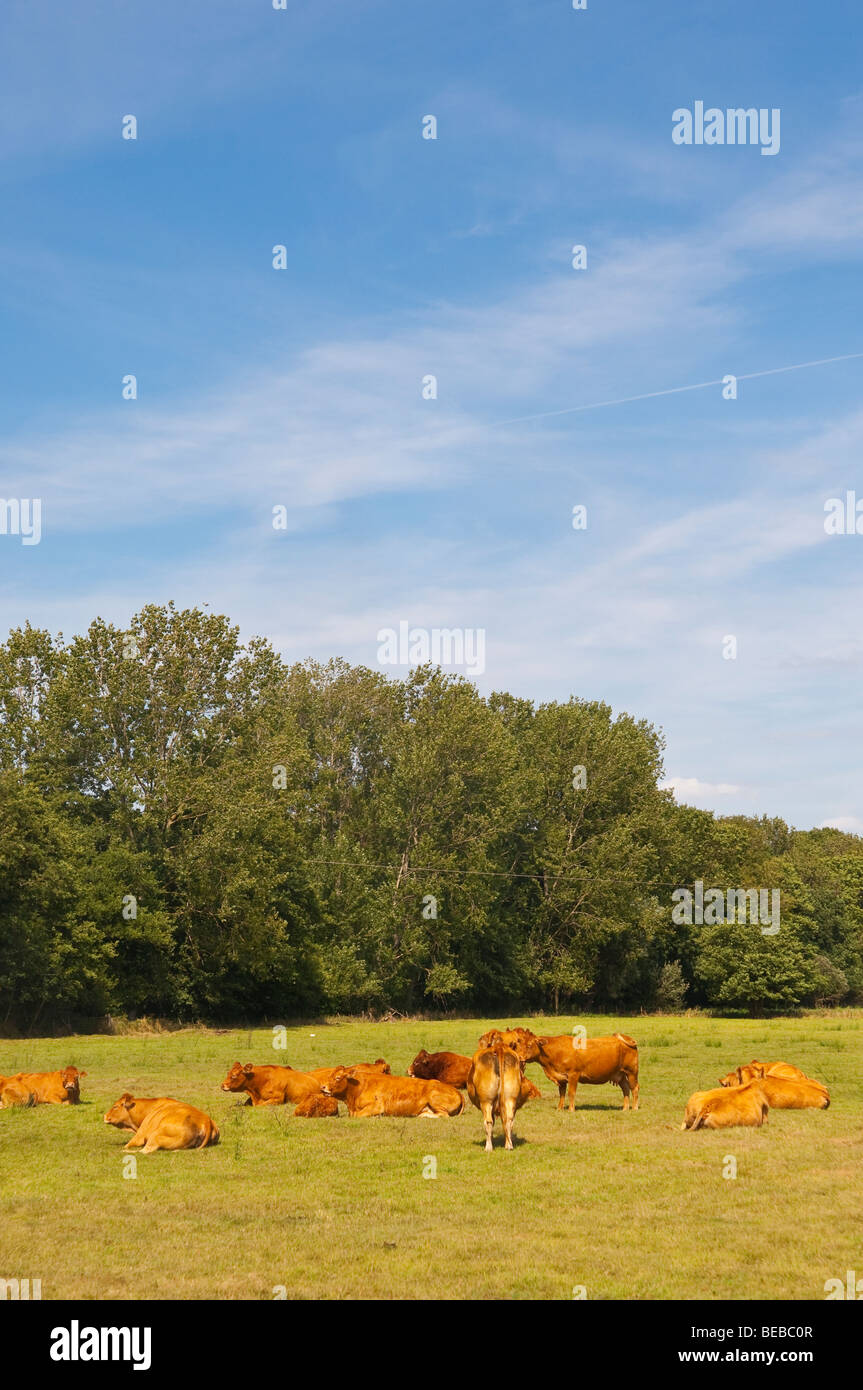 A herd of jersey cows in a Uk field in the summer Stock Photo