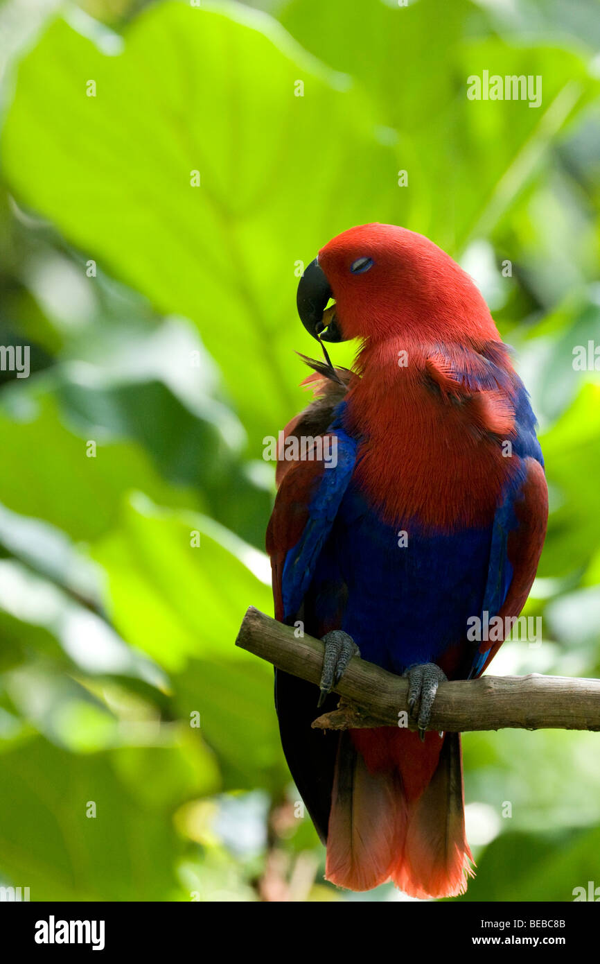 The Eclectus Parrot, (Eclectus roratus Stock Photo Alamy