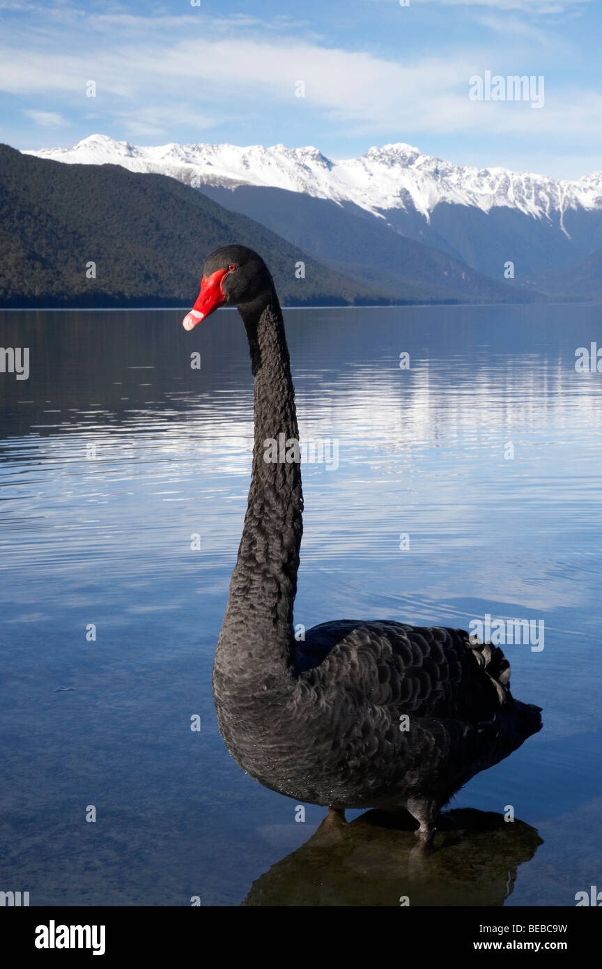 Black Swan ( Cygnus atratus ), Lake Rotoroa, Nelson Lakes National Stock  Photo - Alamy