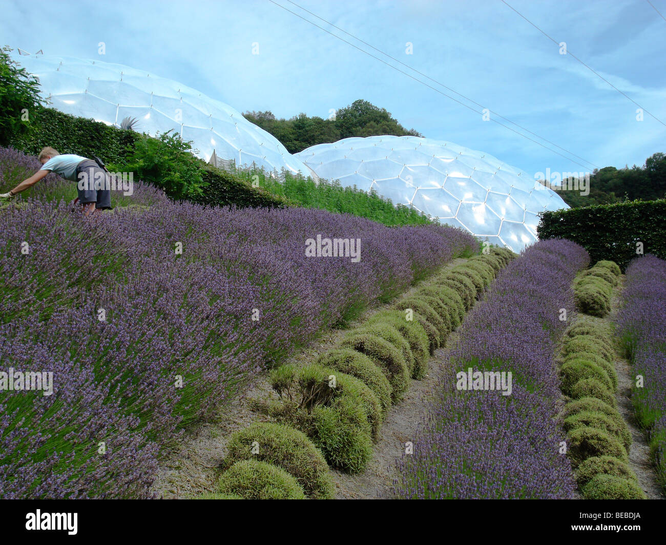 A worker picks lavender for the Eden Project shop, the world famous biomes (Bio Domes) are in the background. Stock Photo