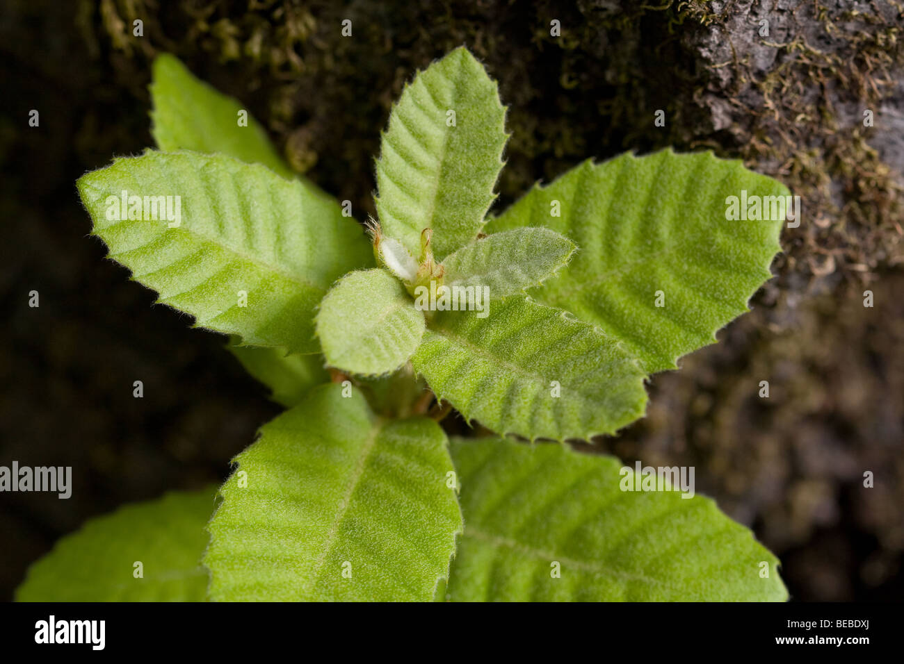 Tanoak or Tanbark Oak Tree (Lithocarpus densiflorus) Stock Photo
