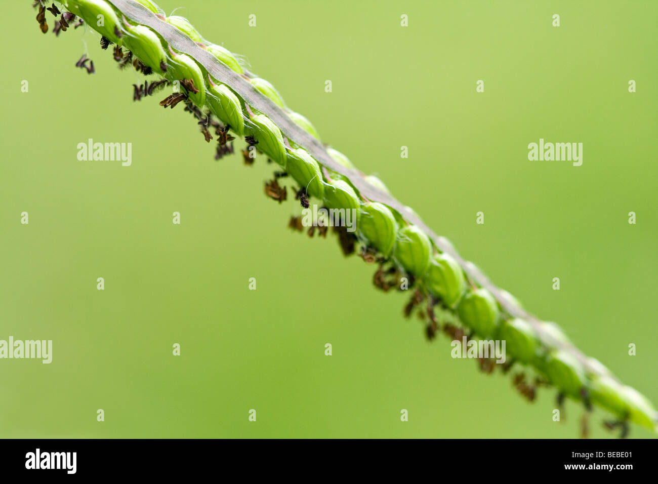 Close-up of Dallisgrass (Paspalum dilatatum) flowers and seeds. Stock Photo