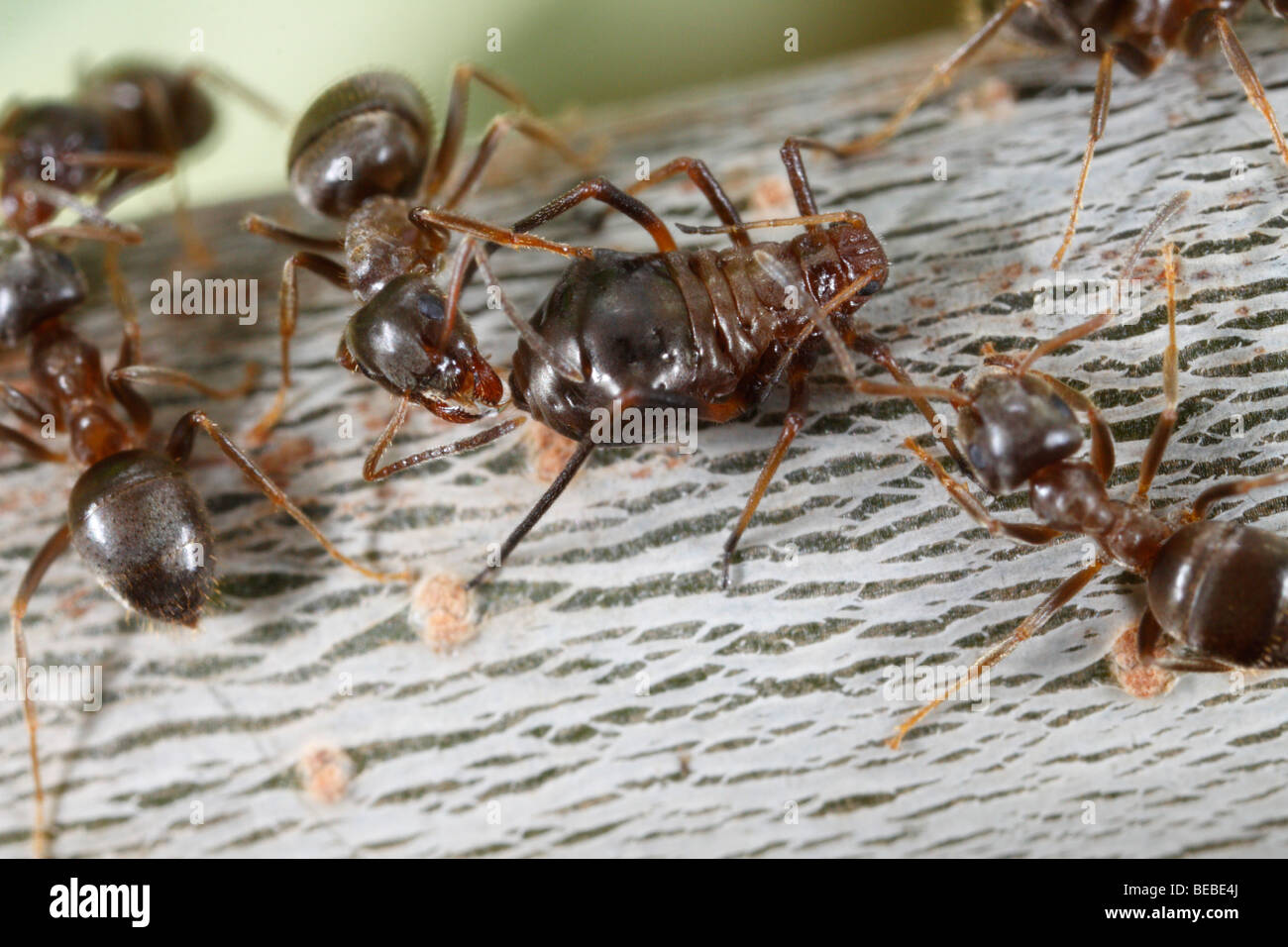 Black Garden Ants (Lasius niger) milking aphids on an oak tree (Lachnus roboris) Stock Photo