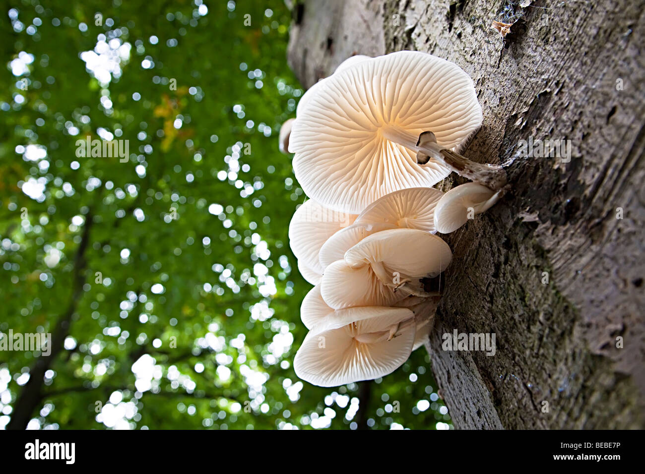 Parasitic fungus on living tree Wales UK Stock Photo