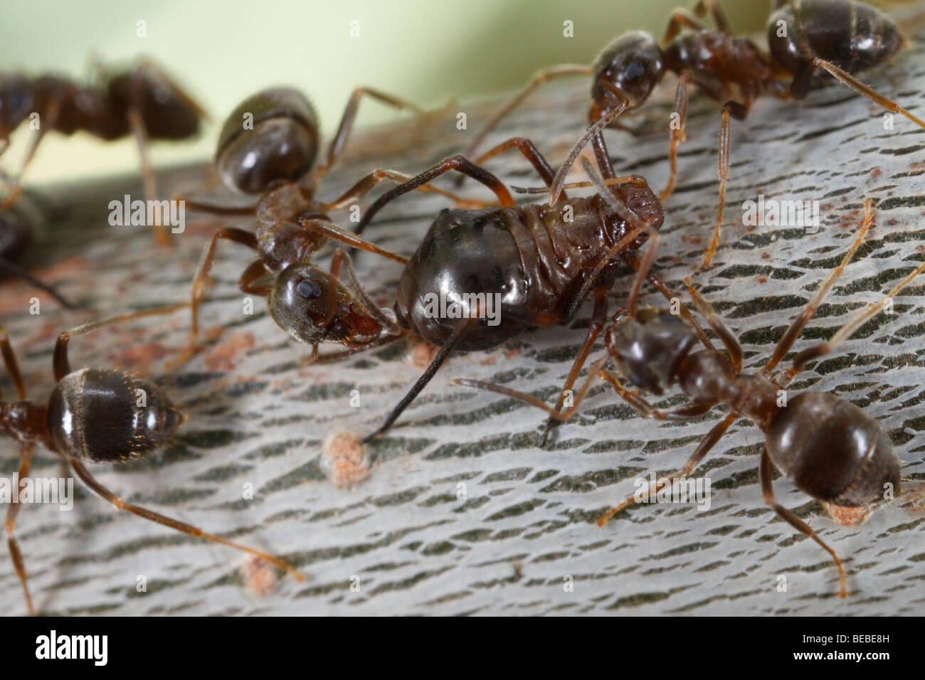 Black Garden Ants (Lasius niger) milking aphids on an oak tree (Lachnus roboris) Stock Photo