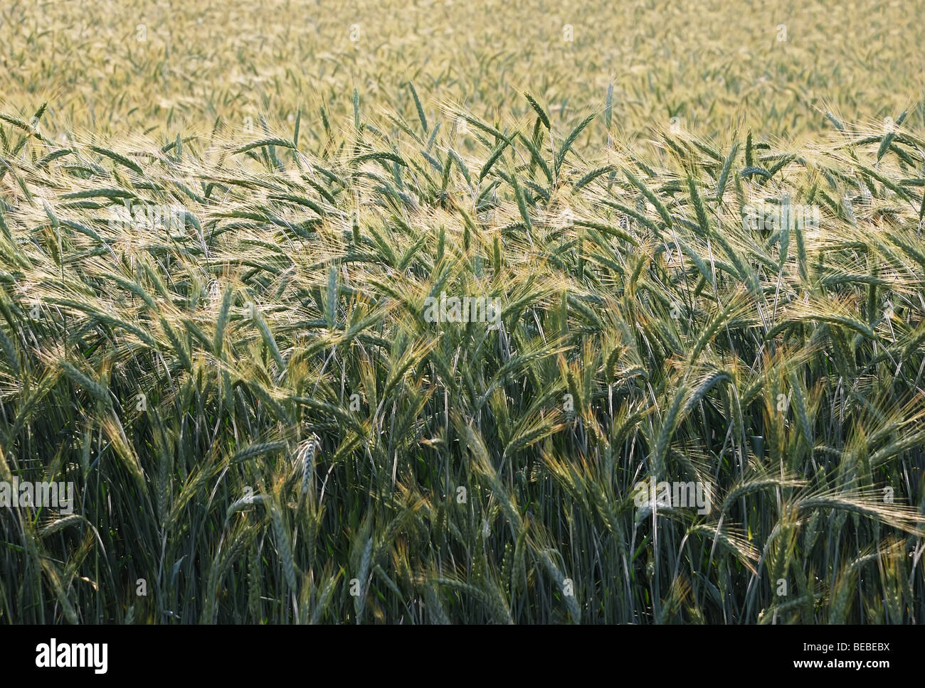 Field of barley with morning sun backlit. Stock Photo