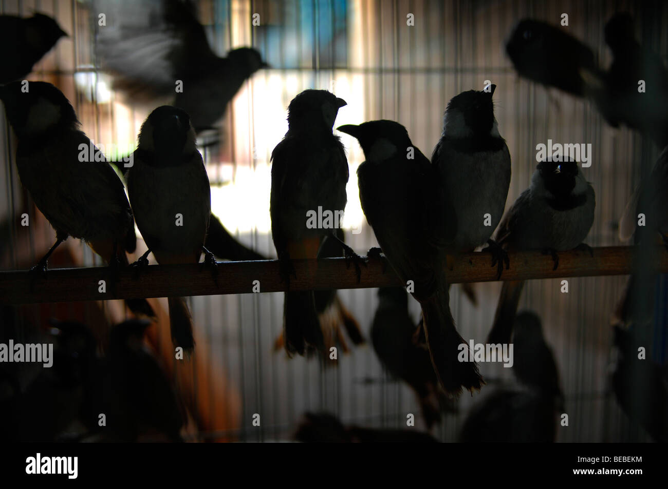 Cage of Birds, Friday Market, Kuwait City, Kuwait Stock Photo Alamy