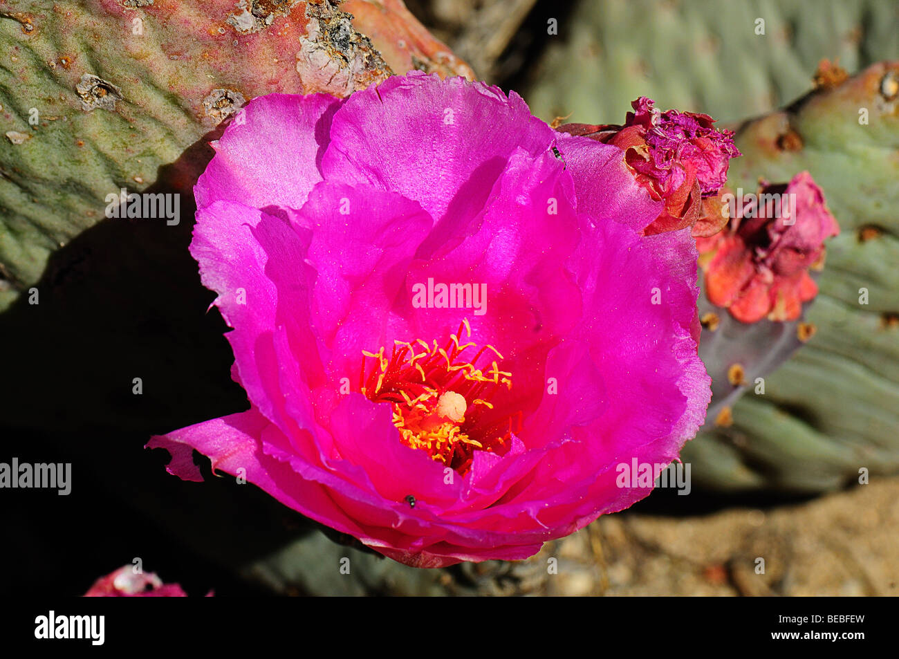 beavertail pricklypear Stock Photo