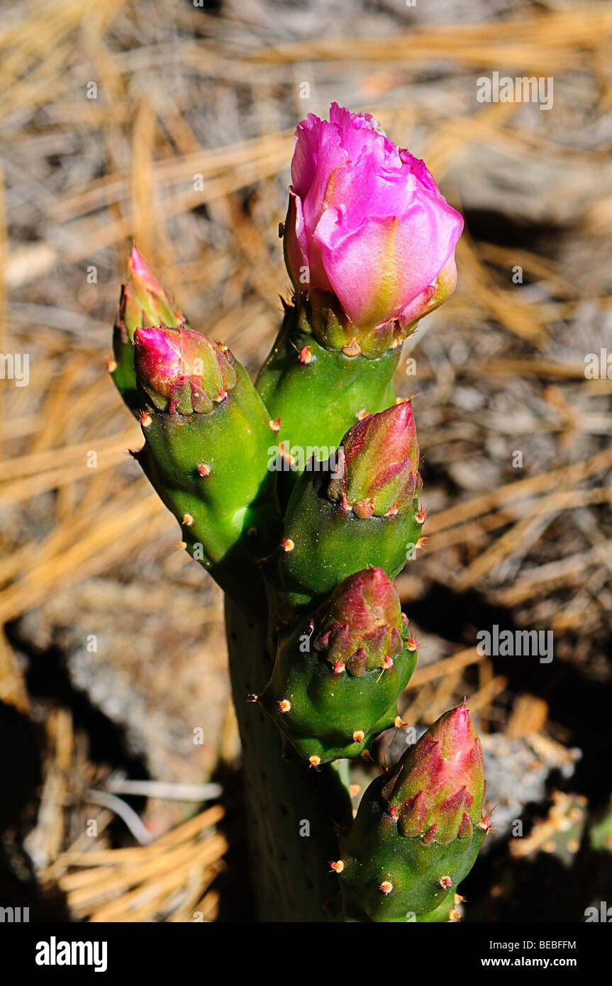 beavertail pricklypear Stock Photo