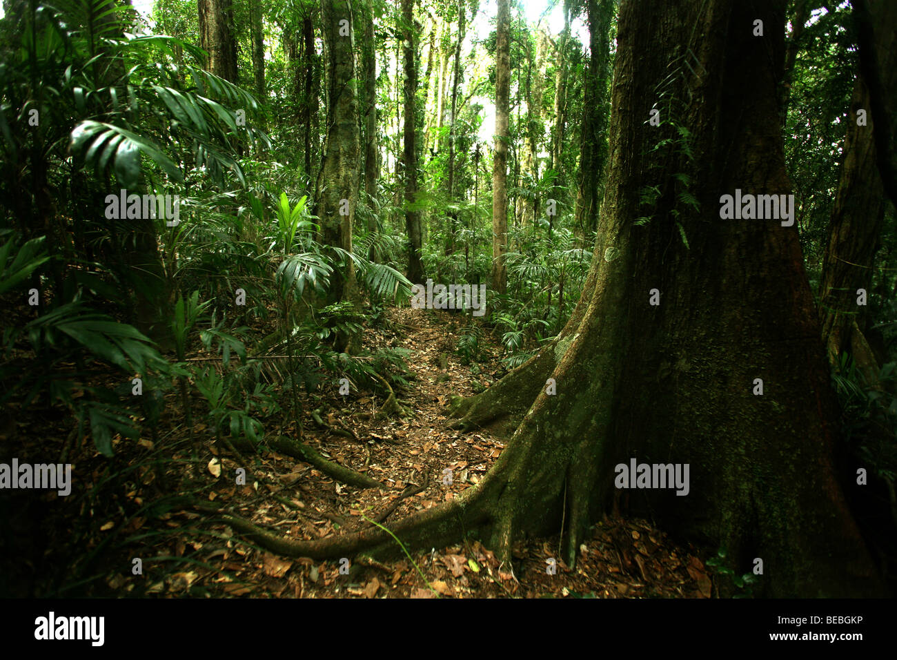 Australian Rainforest Trail near Mt Nardi NSW Stock Photo