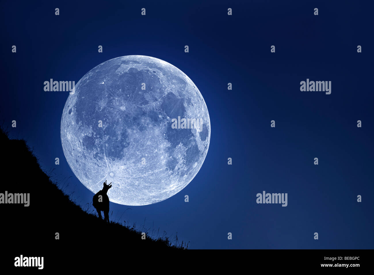 A chamois' silhouette (Rupicapra rupicapra) on a full moon background. Silhouette de chamois sur fond de pleine lune. Stock Photo